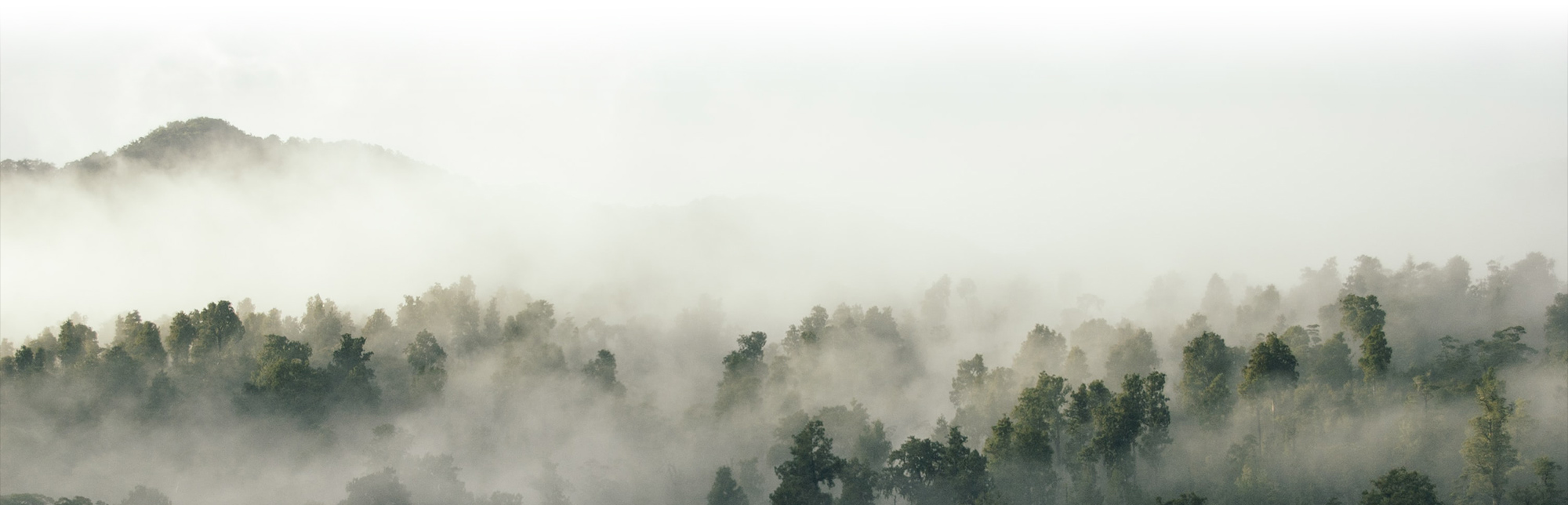 Wald im Nebel von Tobias Tullius, Unsplash